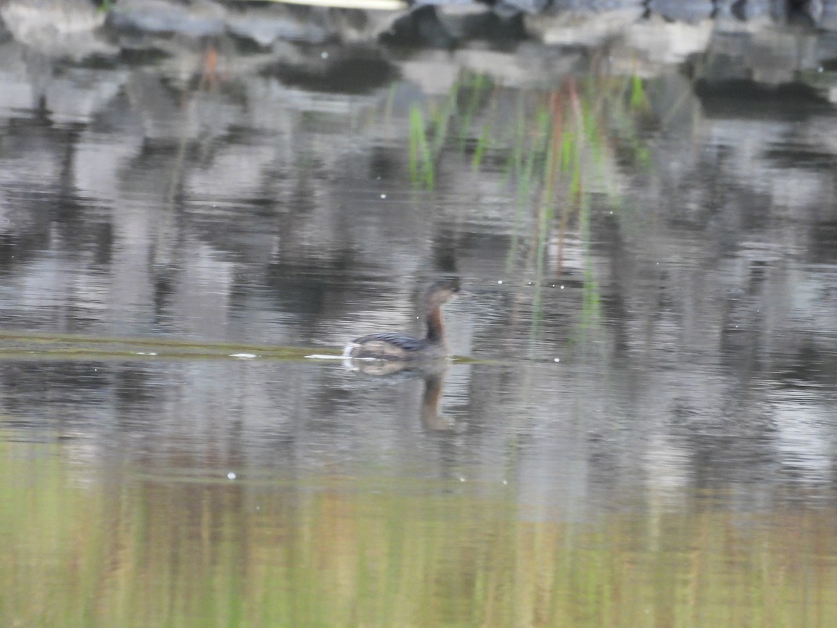 Pied-billed Grebe - ML642600400