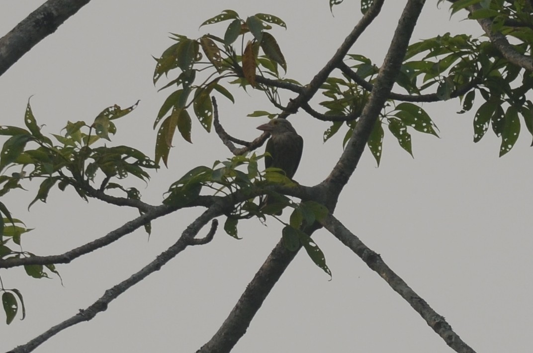 Lineated Barbet - ML642600401