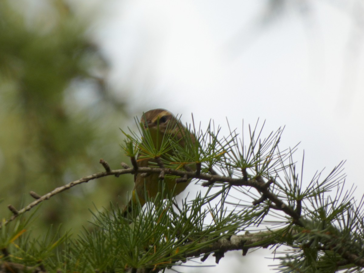 Palm Warbler - ML642600402