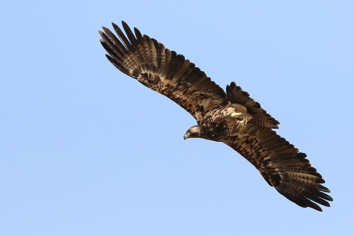 Aquila imperiale - ML642600413