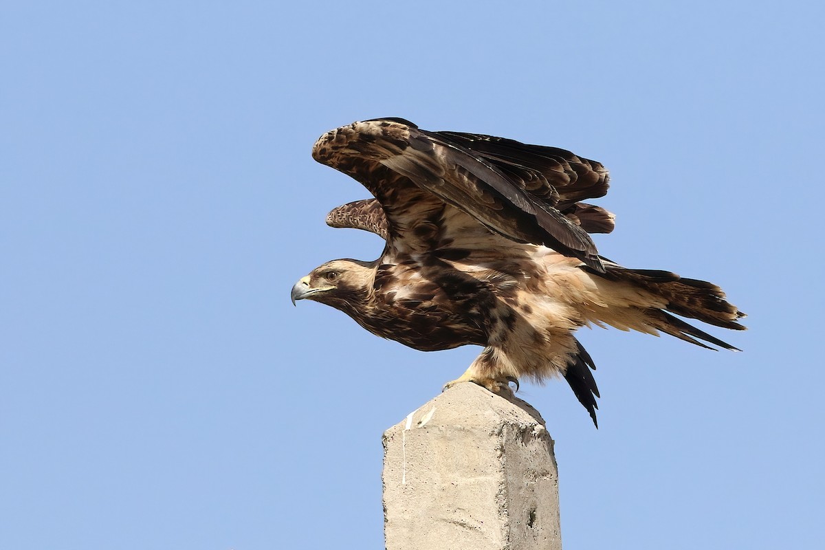 Aquila imperiale - ML642600415