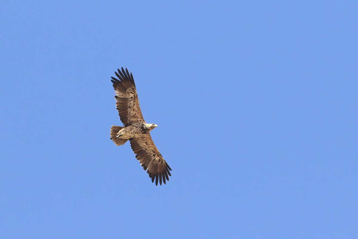 Aquila imperiale - ML642600416