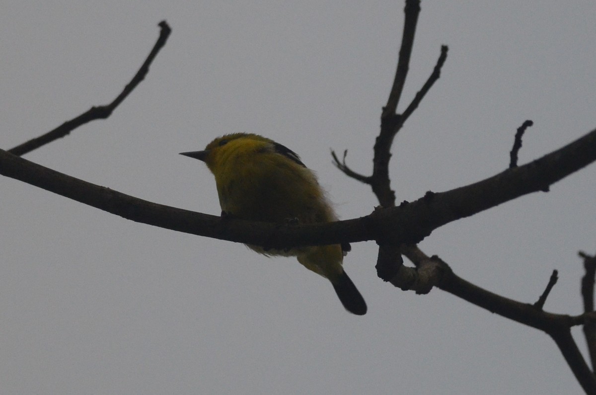 ヒメコノハドリ - ML642600418