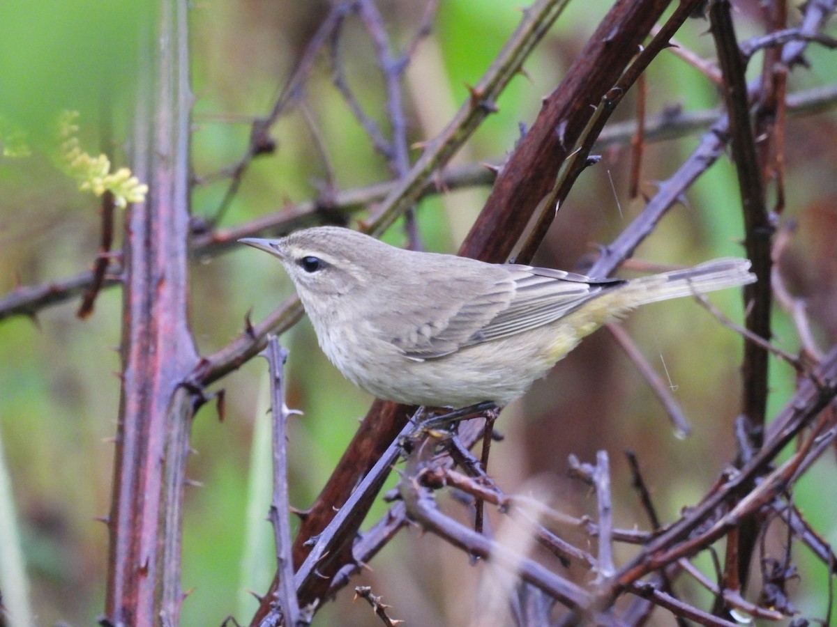 Palm Warbler - ML642600421