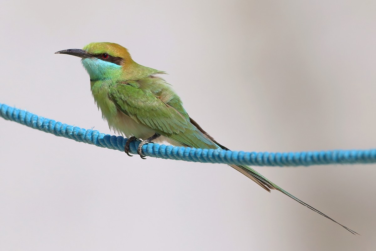 Asian Green Bee-eater - ML642600423