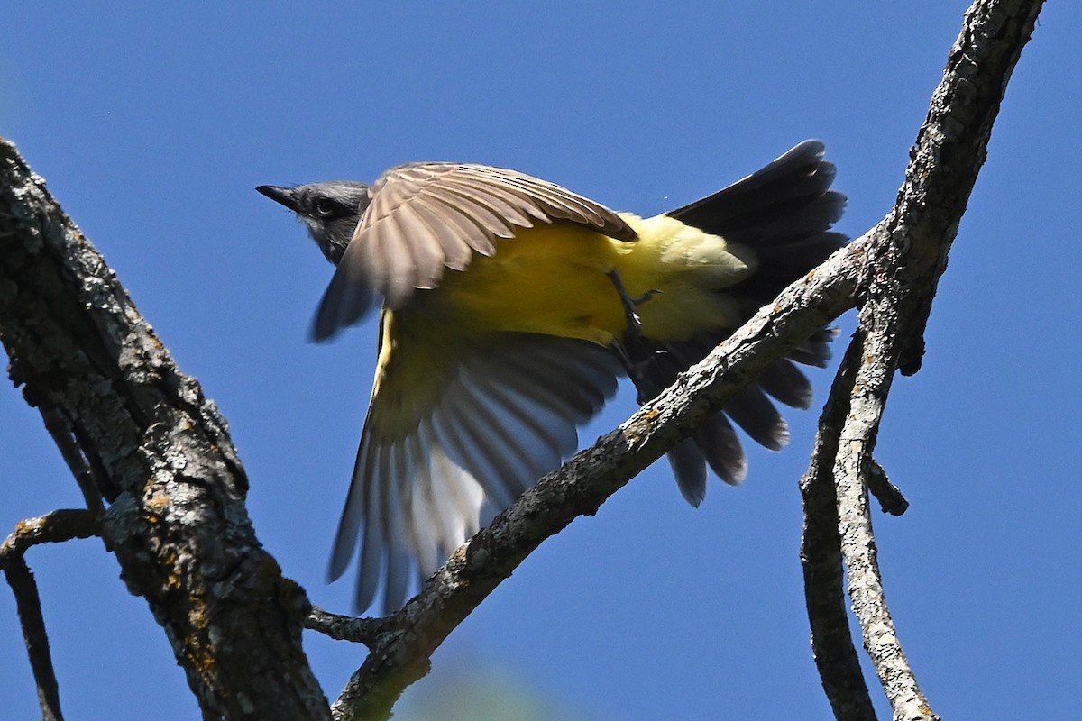 Cassin's Kingbird - ML642600426