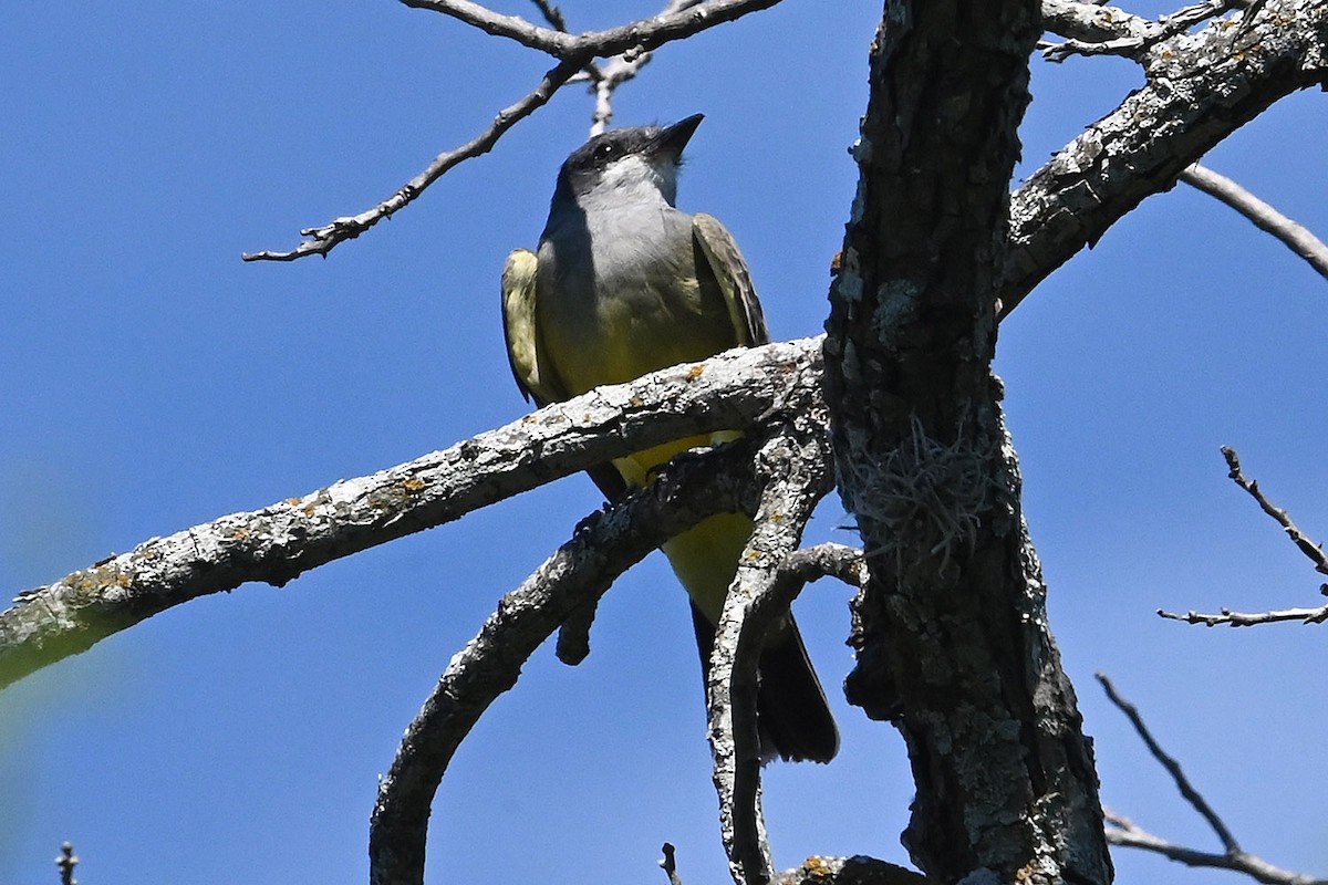 Cassin's Kingbird - ML642600427