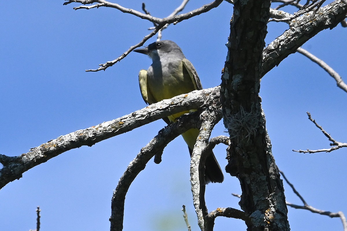 Cassin's Kingbird - ML642600428