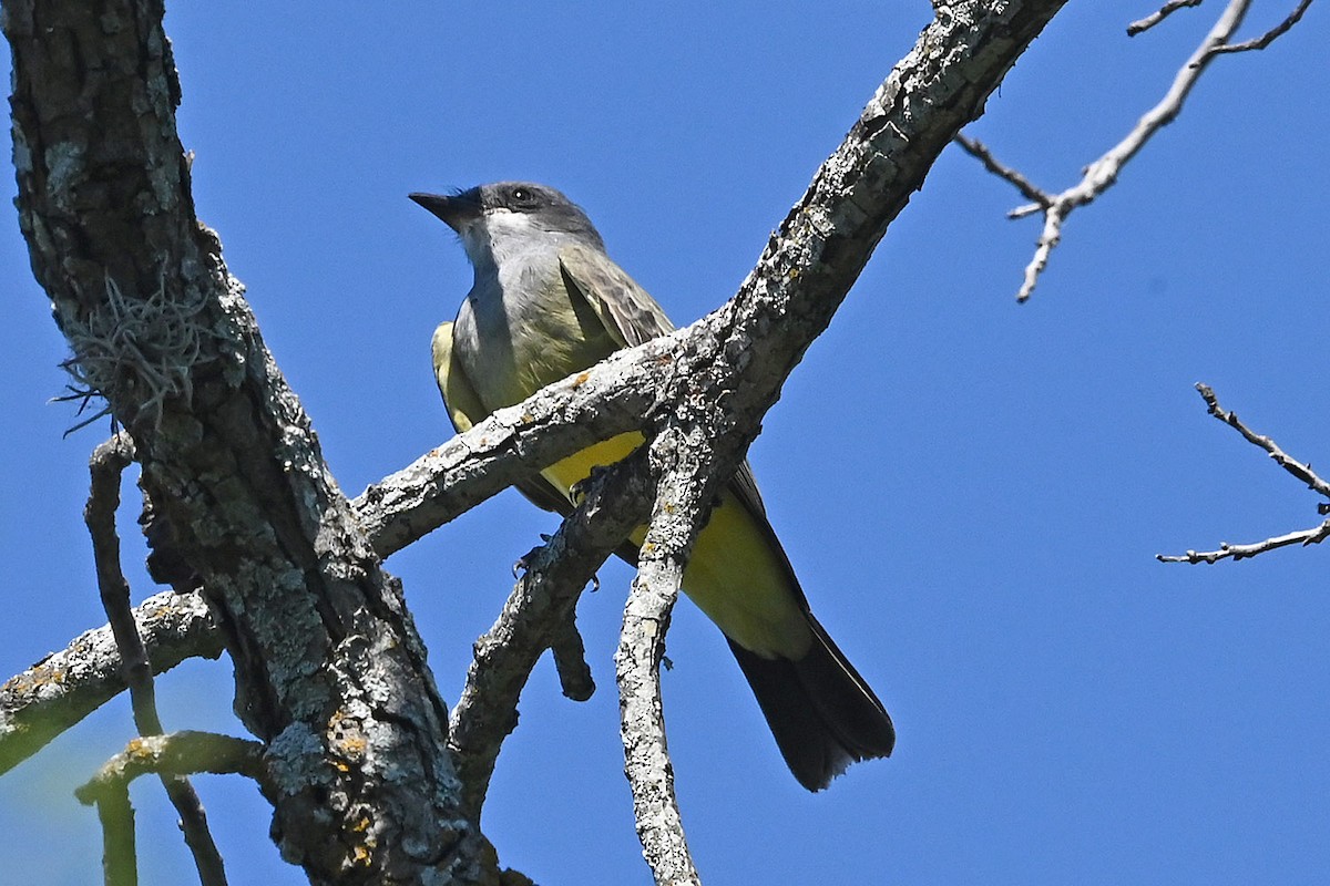 Cassin's Kingbird - ML642600429