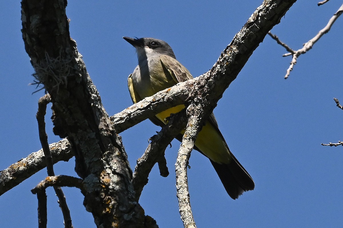 Cassin's Kingbird - ML642600430
