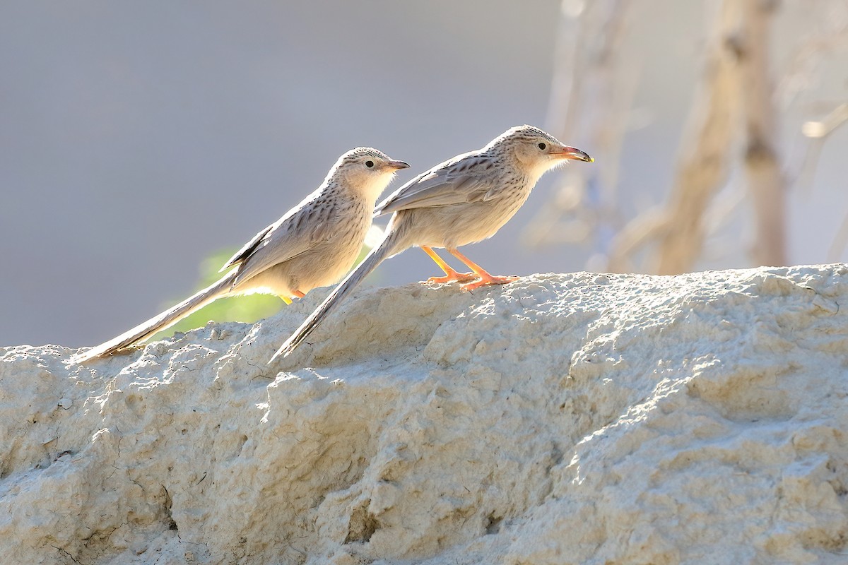 Afghan Babbler - ML642600434