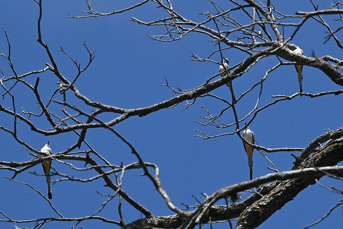 Scissor-tailed Flycatcher - ML642600446