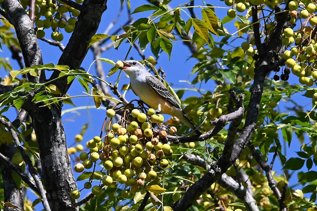 Scissor-tailed Flycatcher - ML642600447