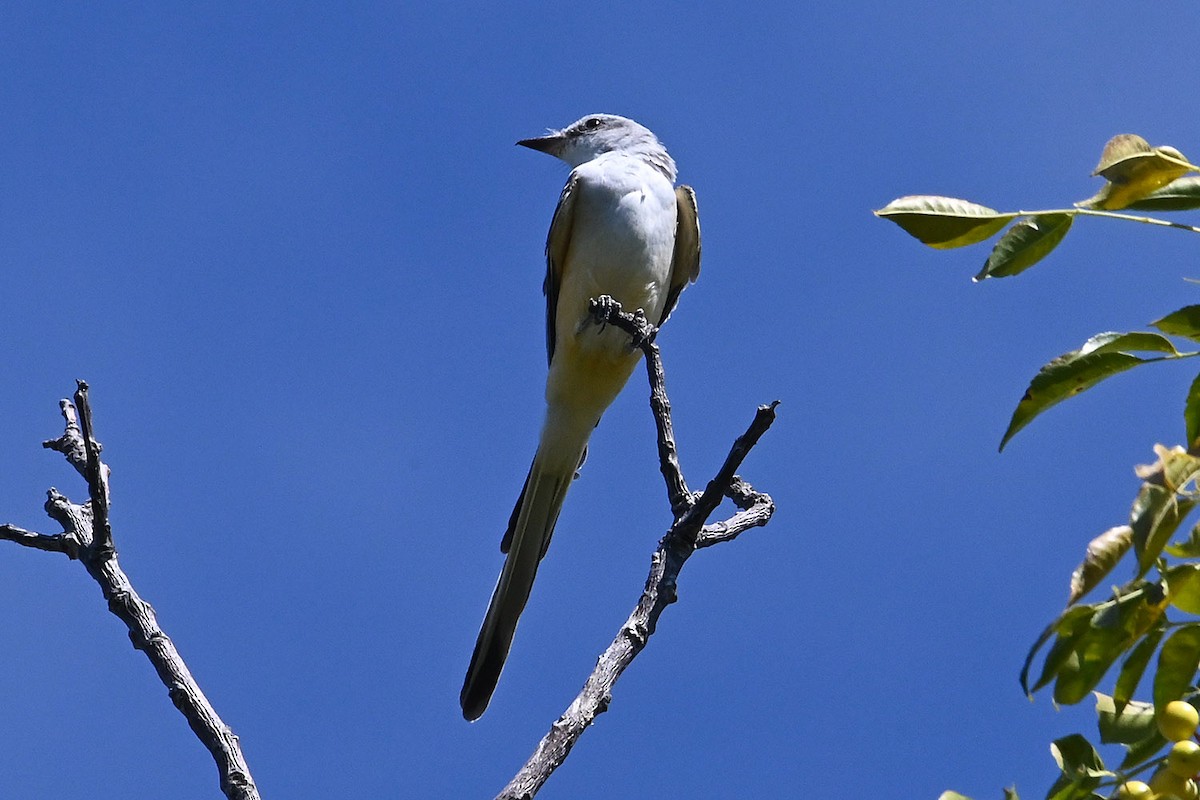 Scissor-tailed Flycatcher - ML642600448