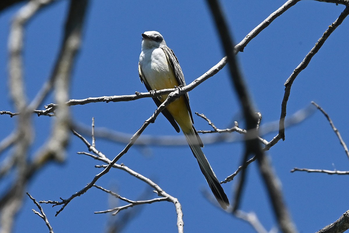 Scissor-tailed Flycatcher - ML642600449