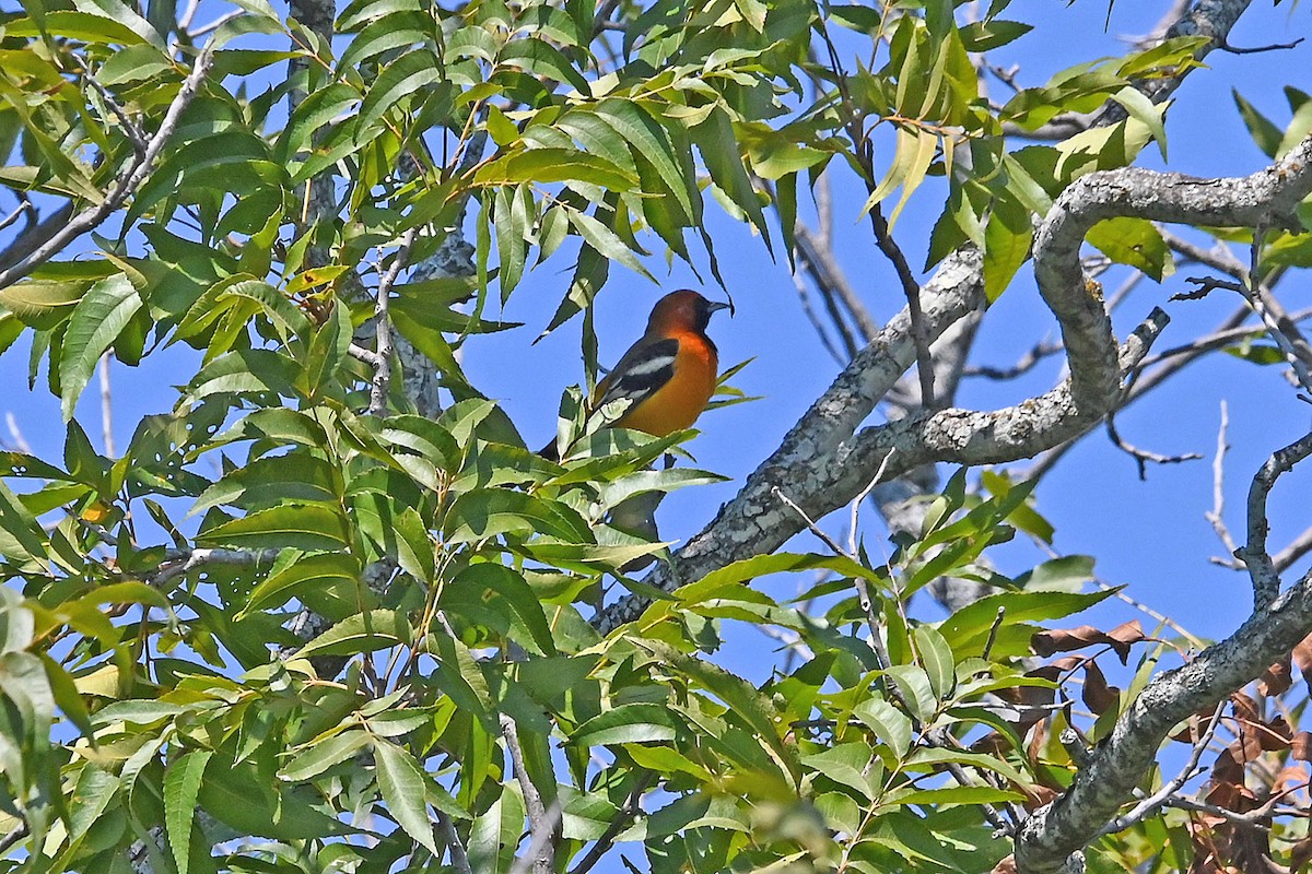 Hooded Oriole - ML642600475