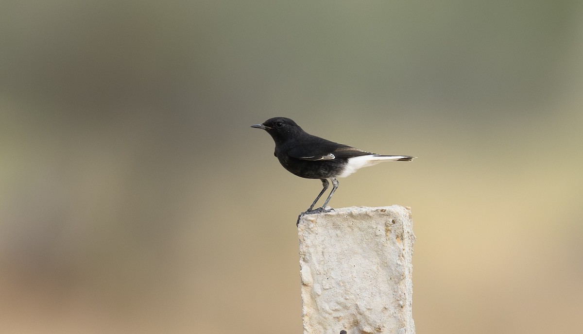 Variable Wheatear - ML642600491