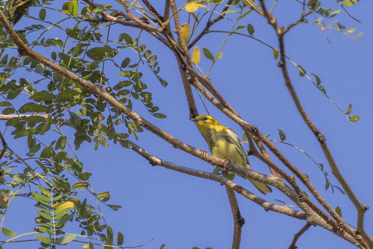 Black-throated Green Warbler - ML642600500