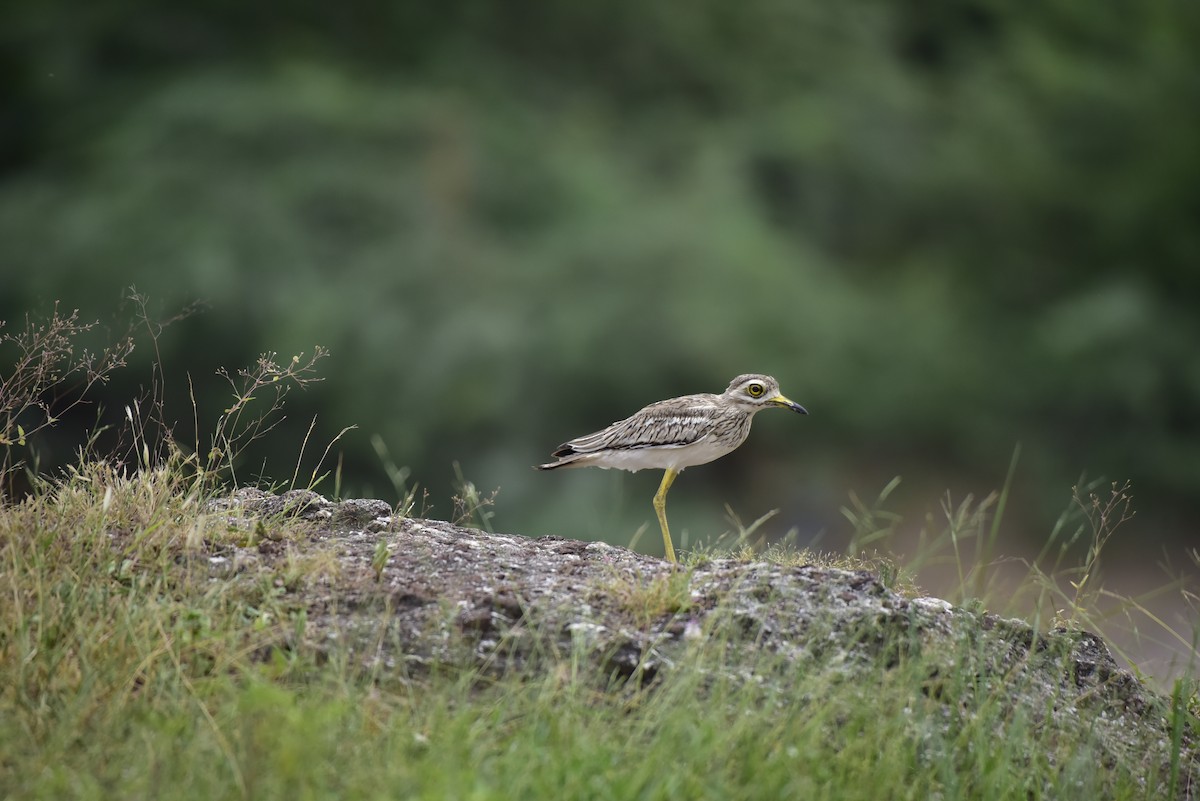 Indian Thick-knee - ML642600502