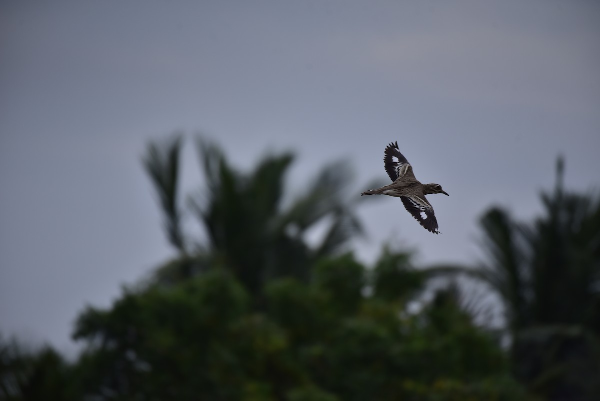 Indian Thick-knee - ML642600503