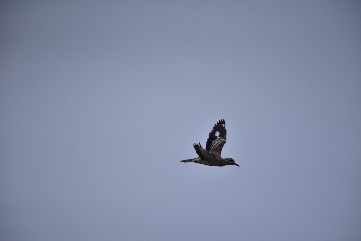 Indian Thick-knee - ML642600504