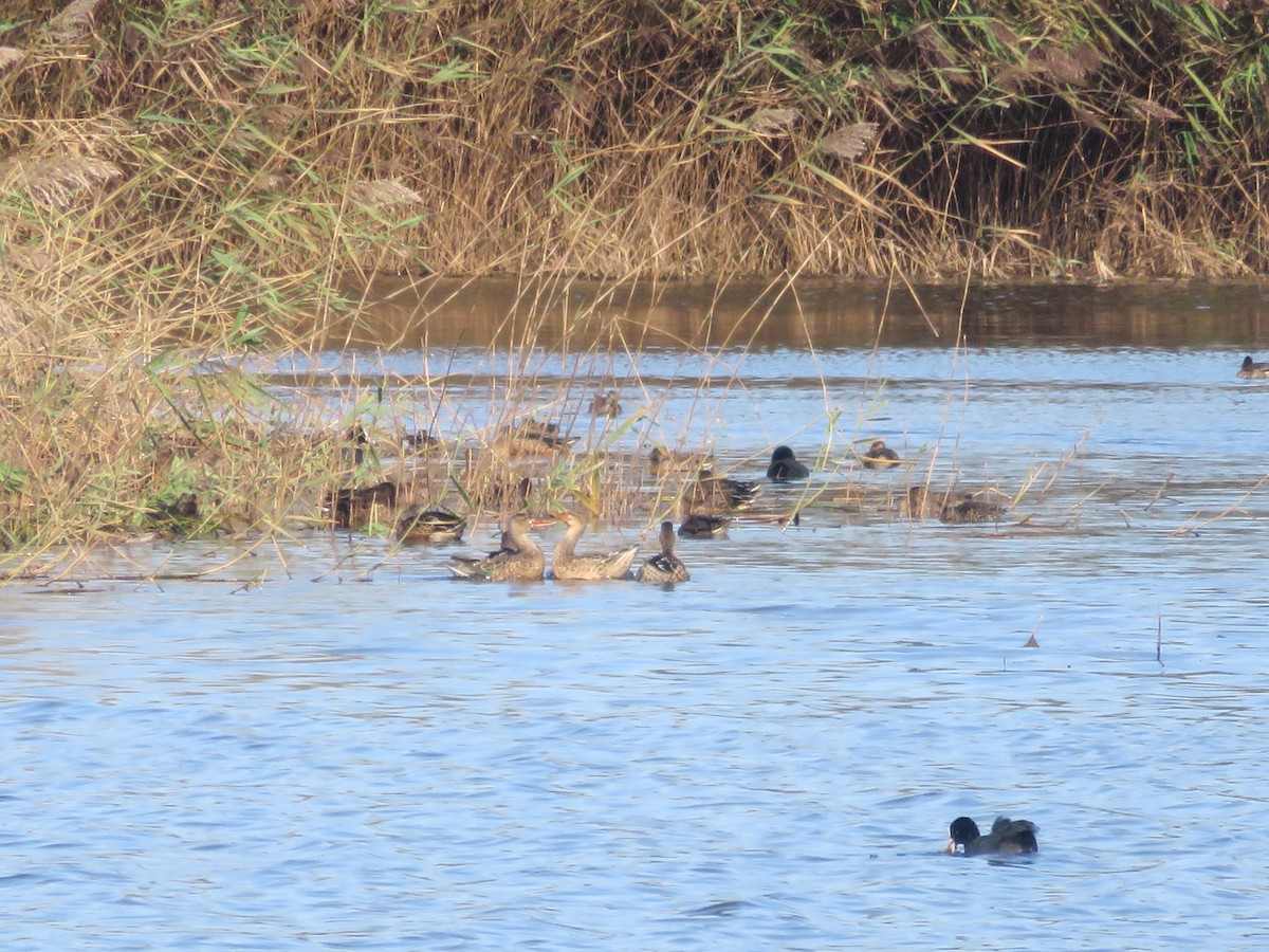 Northern Shoveler - ML642600506