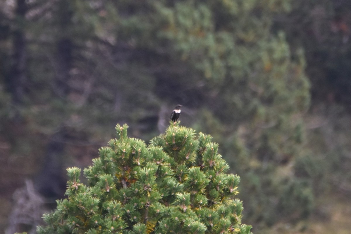 Ring Ouzel - ML642600540