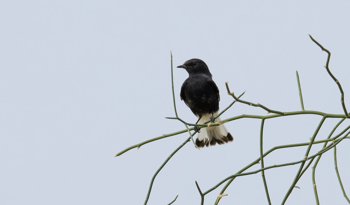 Variable Wheatear - ML642600575