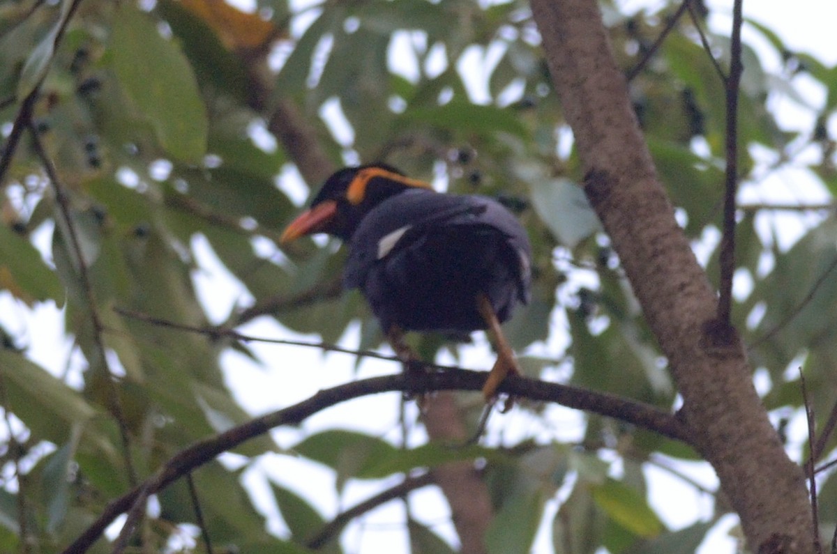 キュウカンチョウ - ML642600580