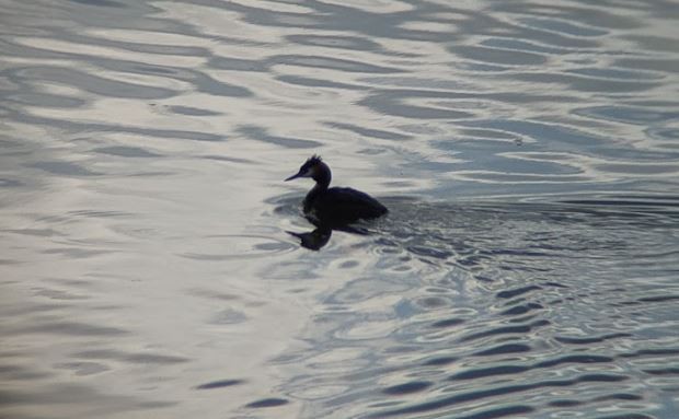Great Crested Grebe - ML642600595