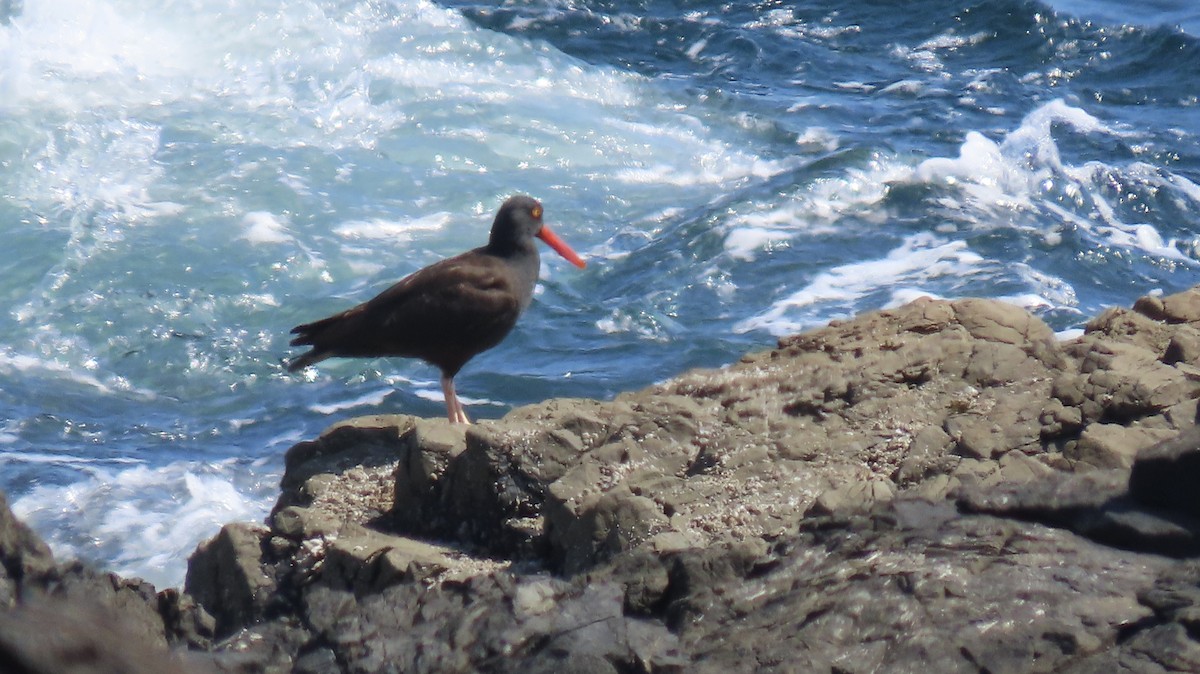 Black Oystercatcher - ML642600598