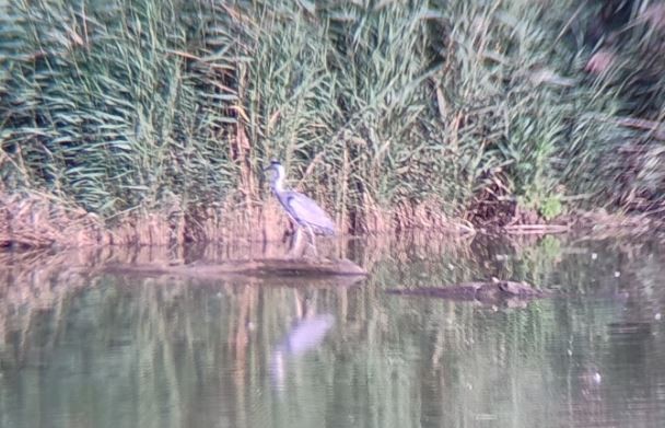 Gray Heron - ML642600600