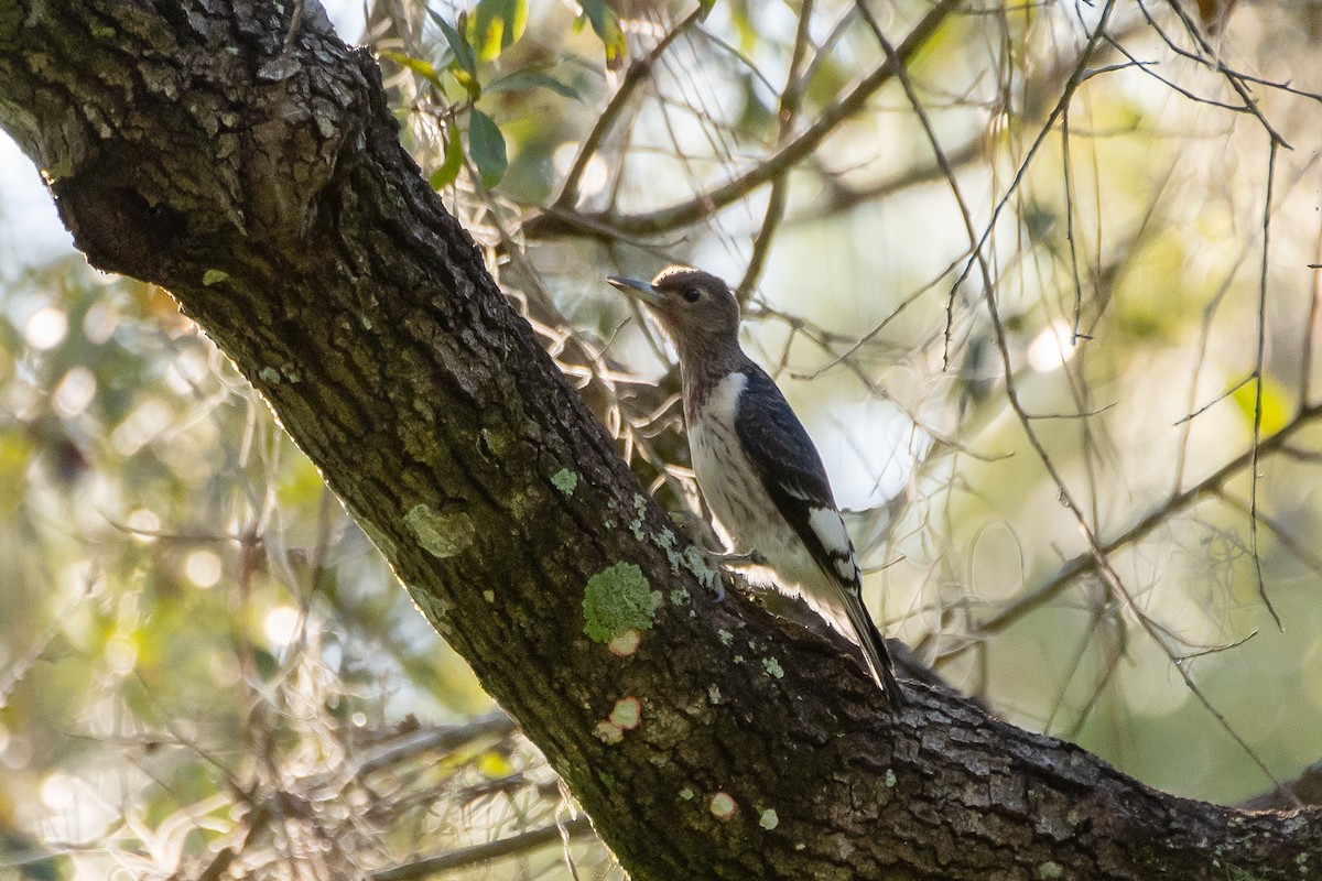 Red-headed Woodpecker - ML642600603