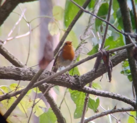 European Robin - ML642600609