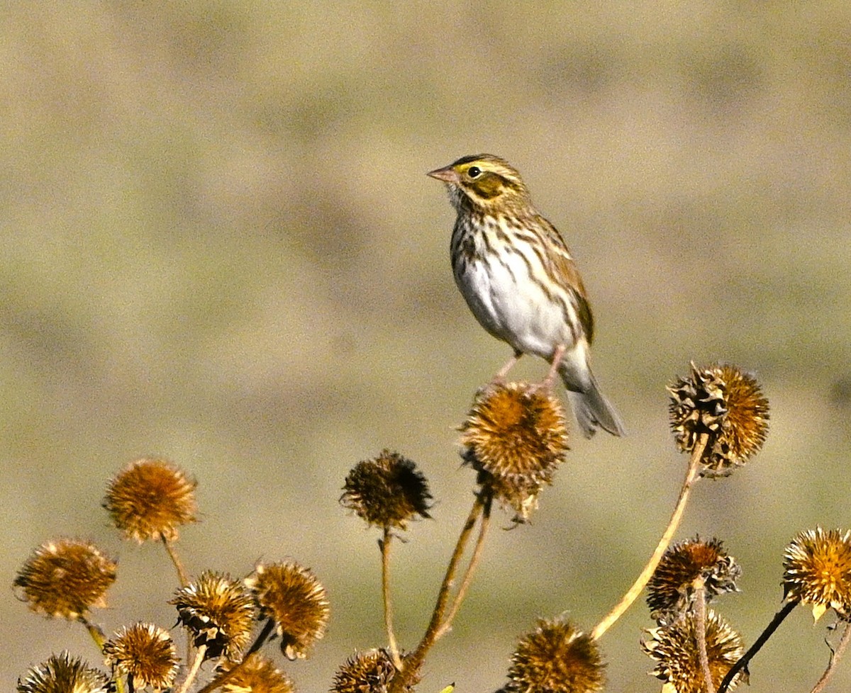 Savannah Sparrow - ML642600610