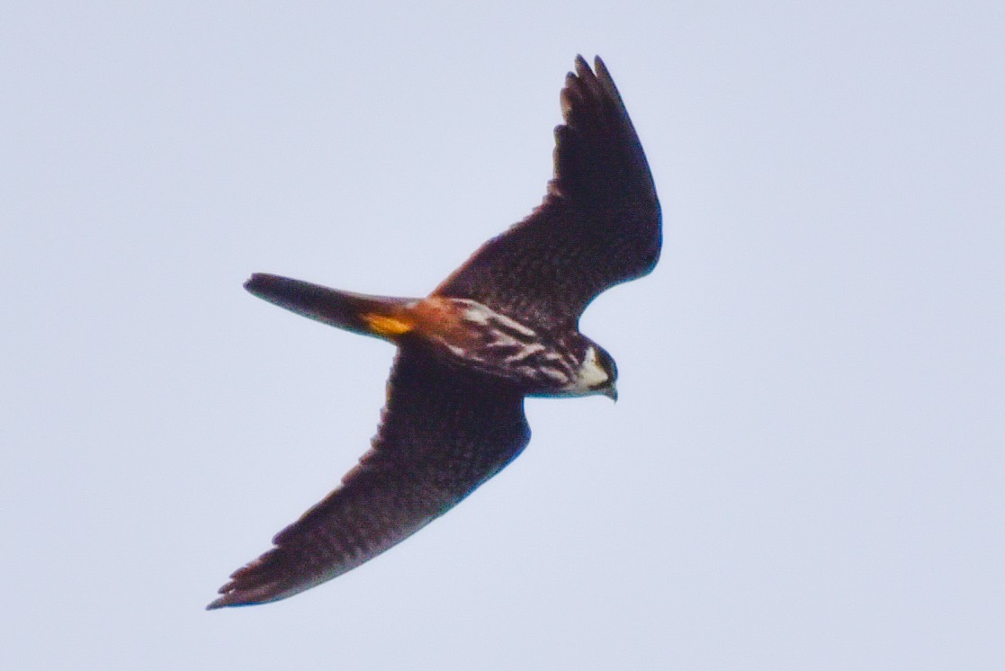 Eurasian Hobby - ML642600613