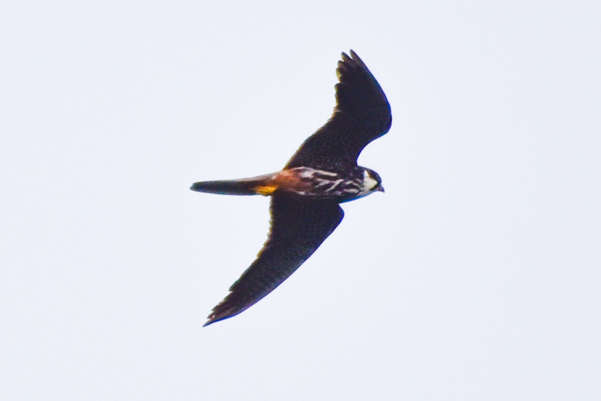 Eurasian Hobby - ML642600614