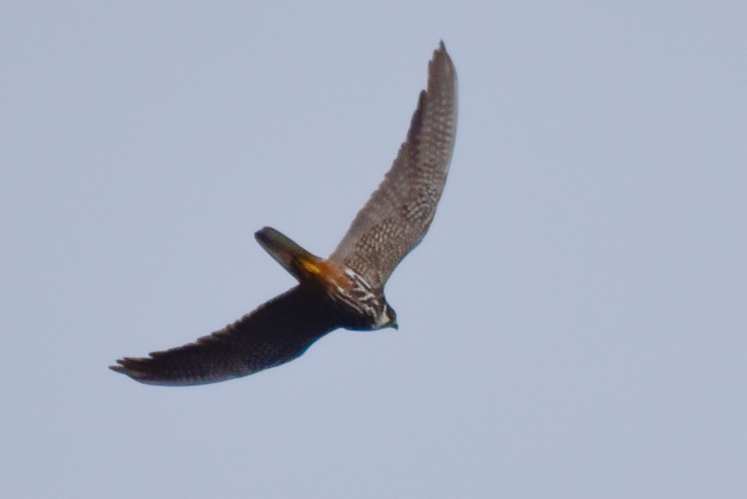 Eurasian Hobby - ML642600615