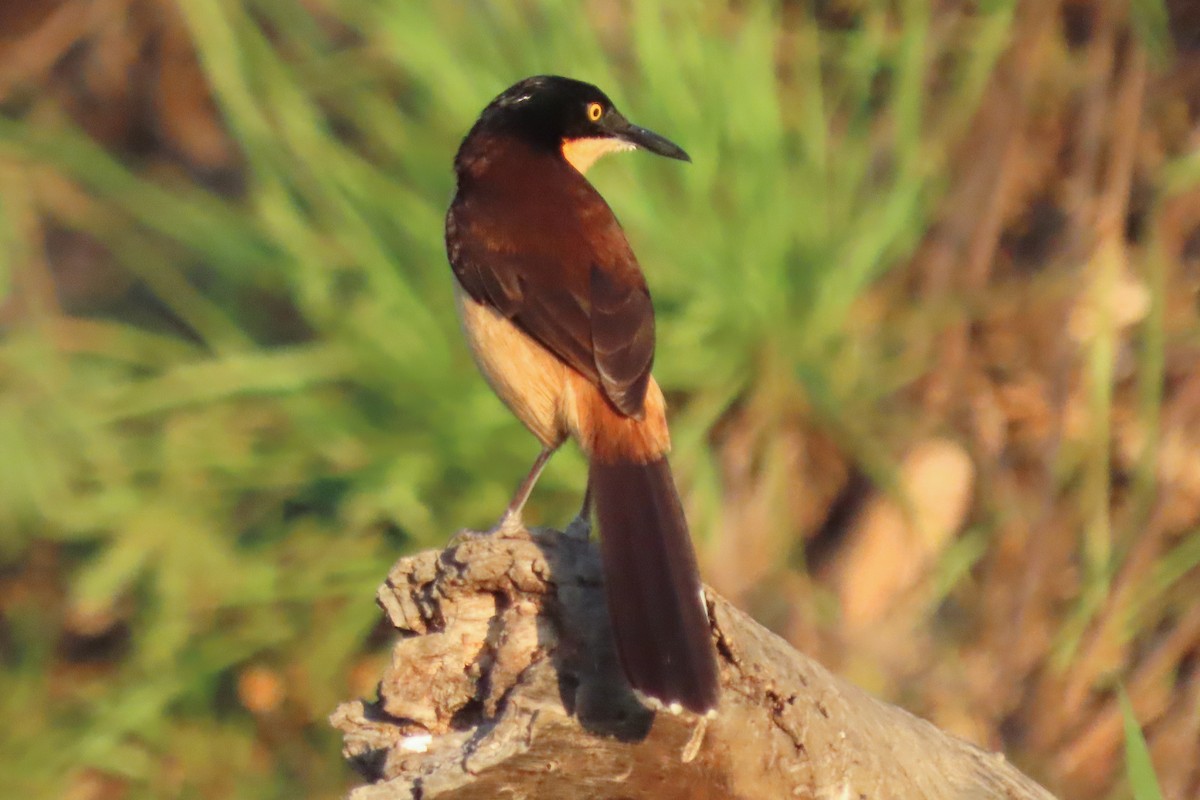 Black-capped Donacobius - ML642600617