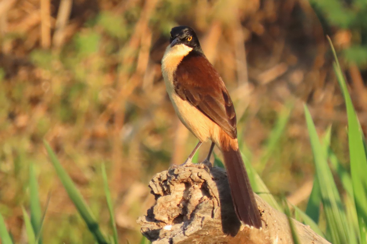 Black-capped Donacobius - ML642600619