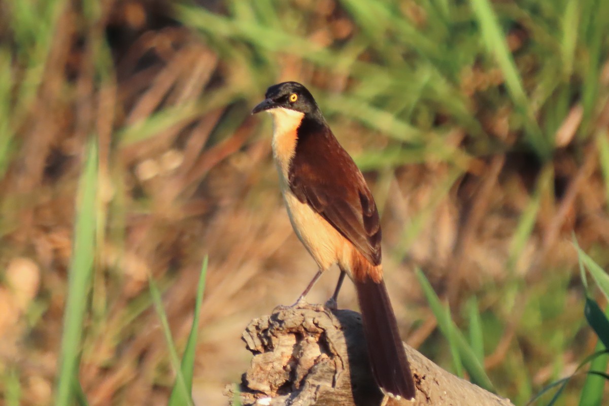 Black-capped Donacobius - ML642600620