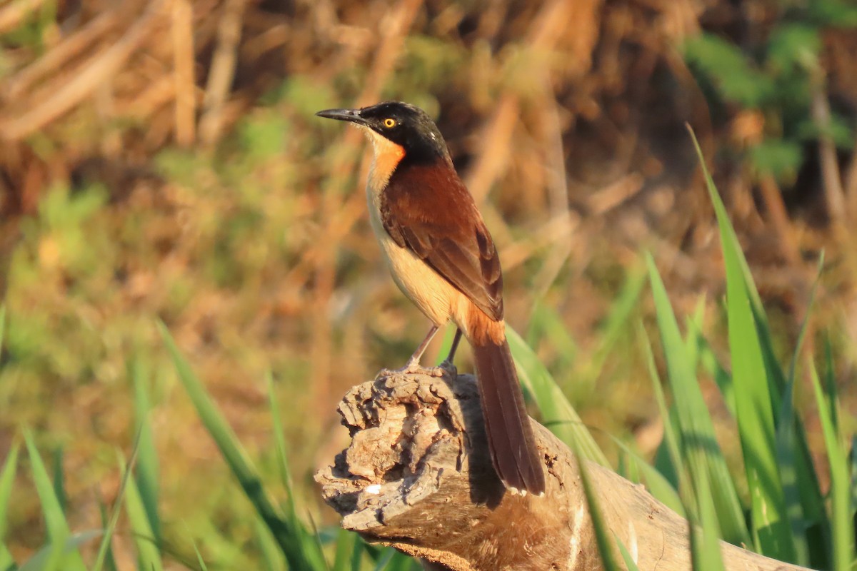 Black-capped Donacobius - ML642600621