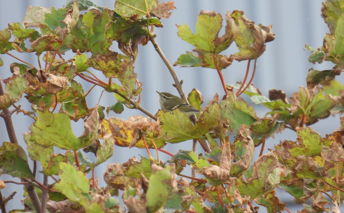 Yellow-browed Warbler - ML642600640