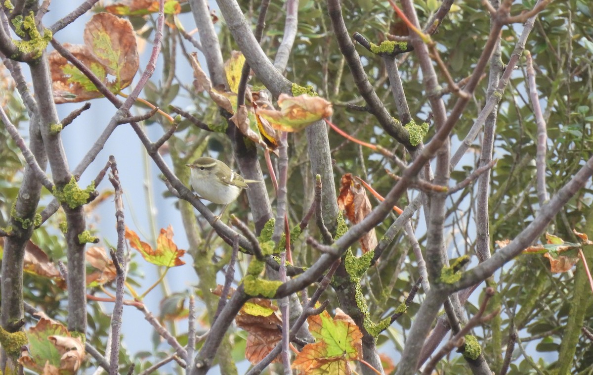 Yellow-browed Warbler - ML642600641