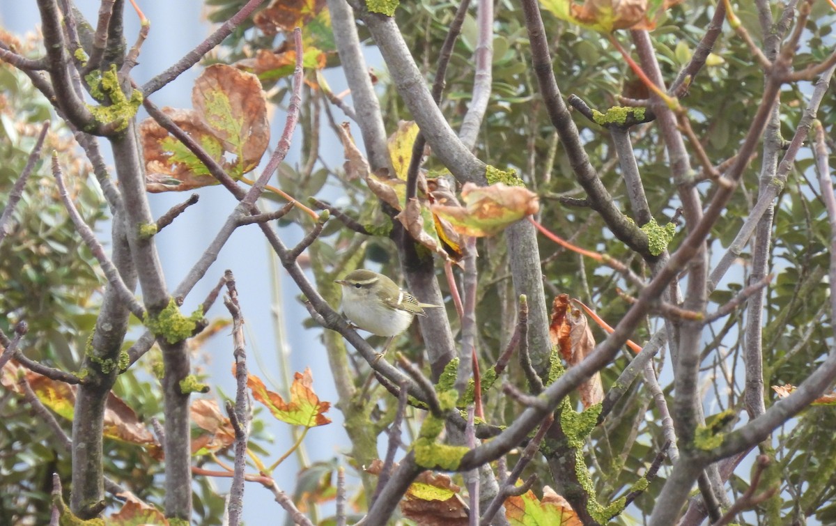 Yellow-browed Warbler - ML642600642