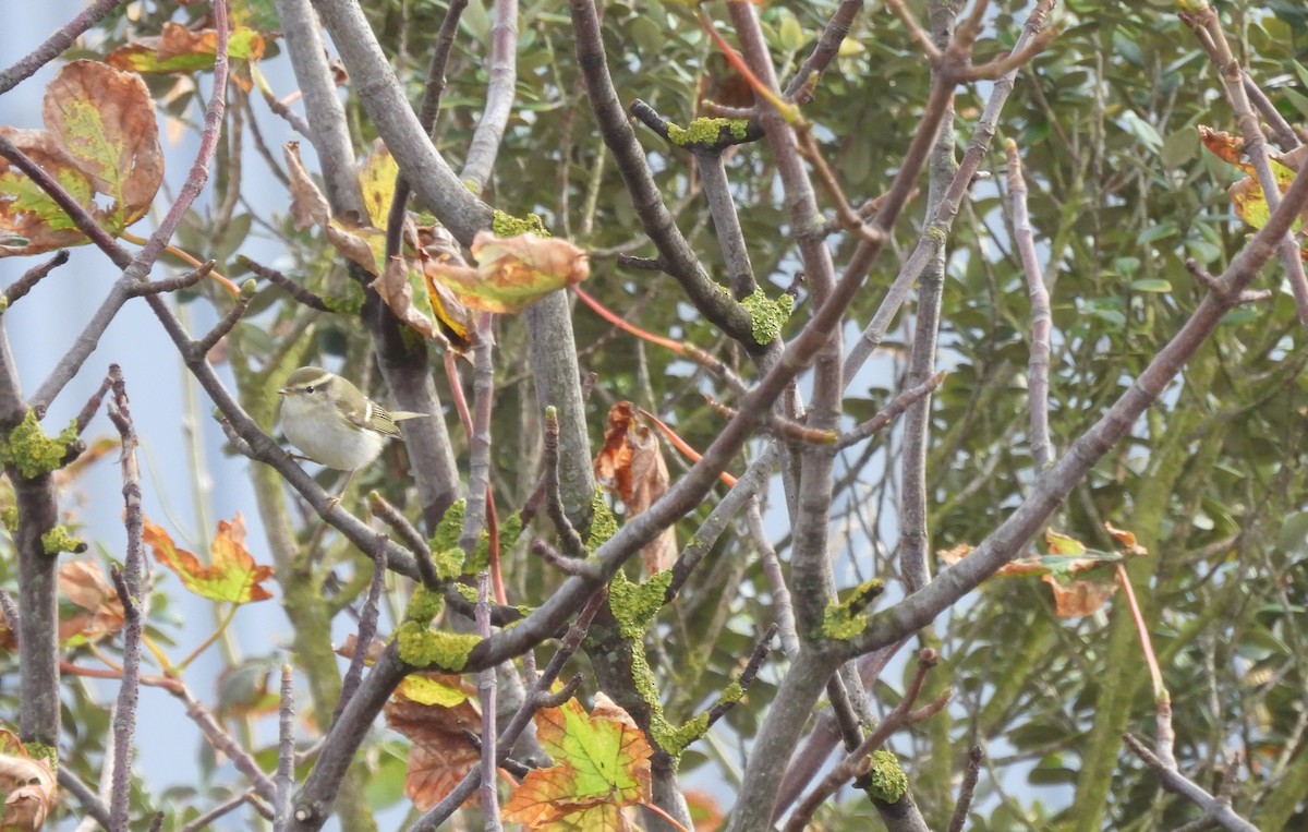 Yellow-browed Warbler - ML642600643