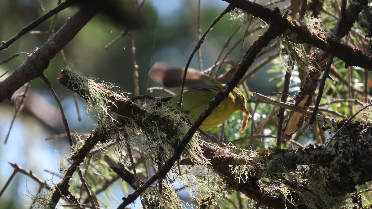 Orange-crowned Warbler - ML642600653