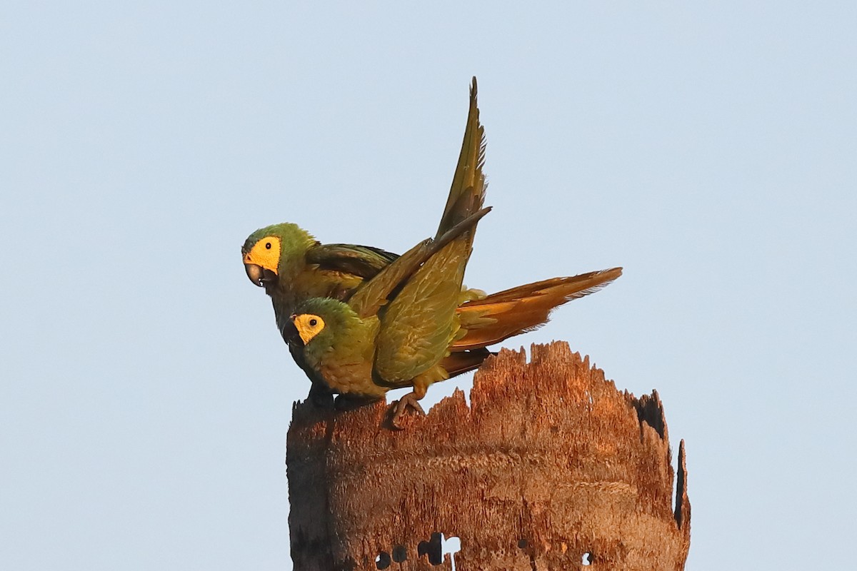 Red-bellied Macaw - ML642600656