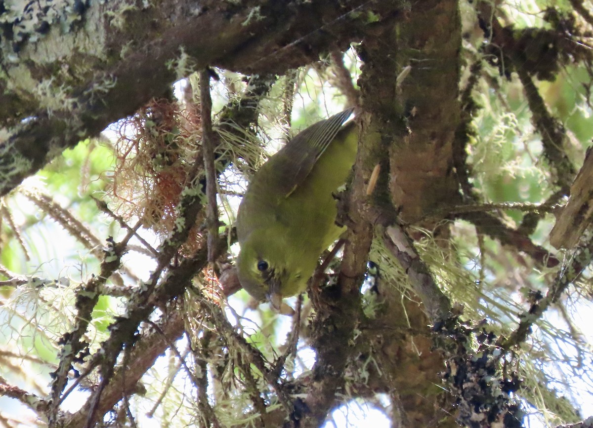 Orange-crowned Warbler - ML642600664