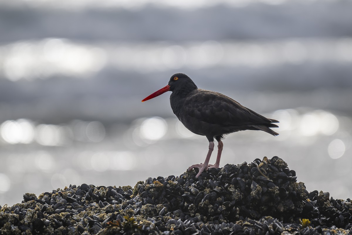 Black Oystercatcher - ML642600675